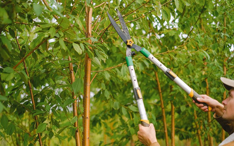 Tree trimming in Flaxton, ND
