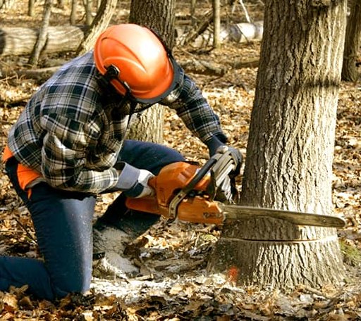 Tree Removal in Flaxton, ND